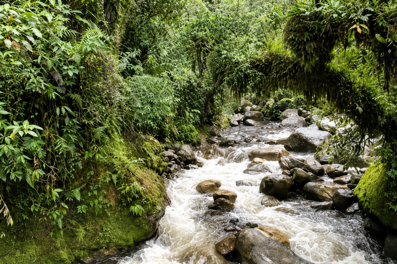 Bosque Nublado Kosñipata 3D/2N