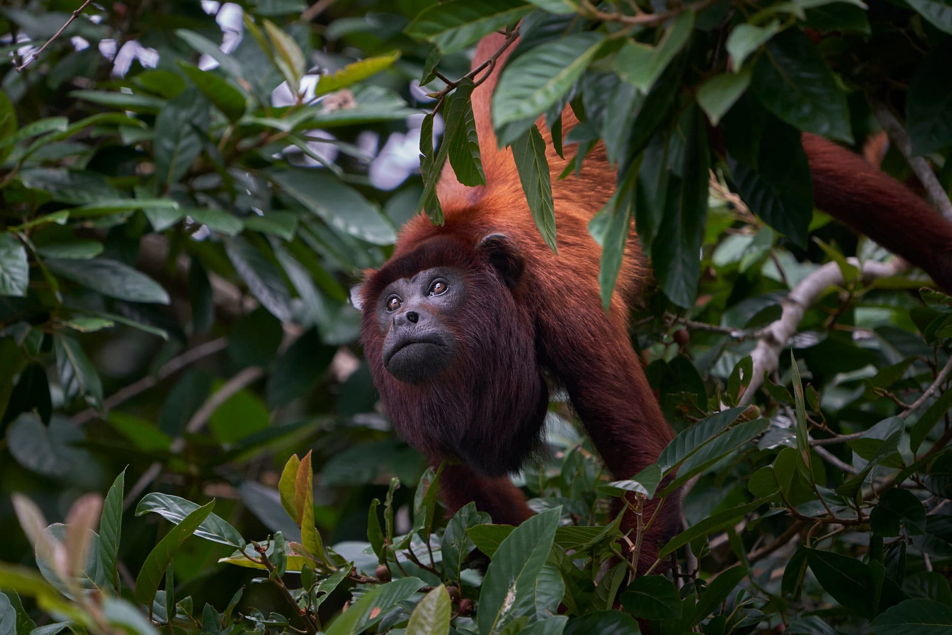 Parque Nacional del Manu Reserva 5D/4N